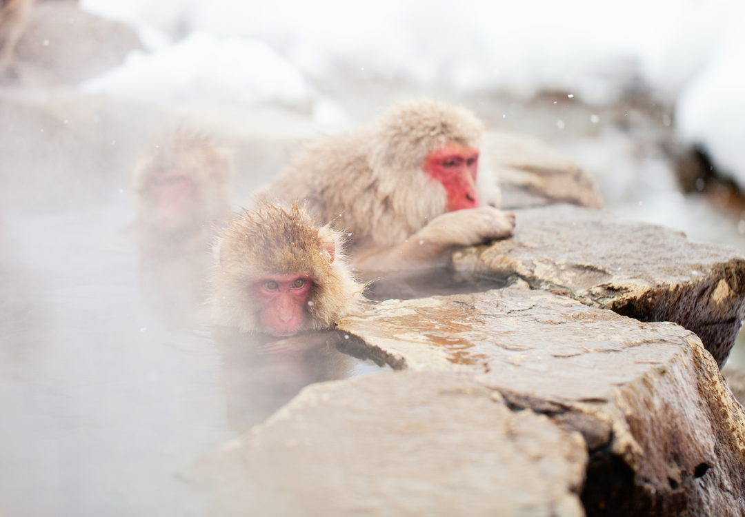 Japan in winter: Things to see and do