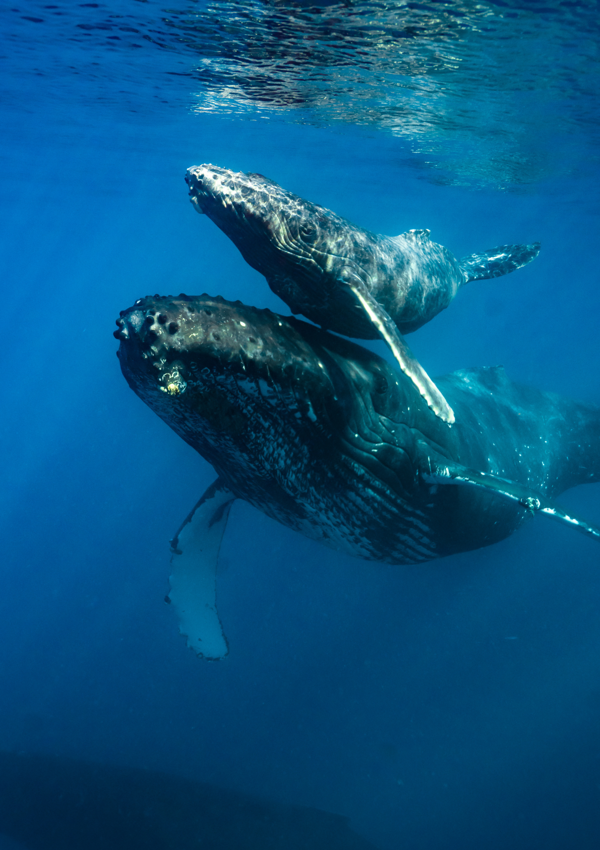 Discover Adventures in Sri Lanka