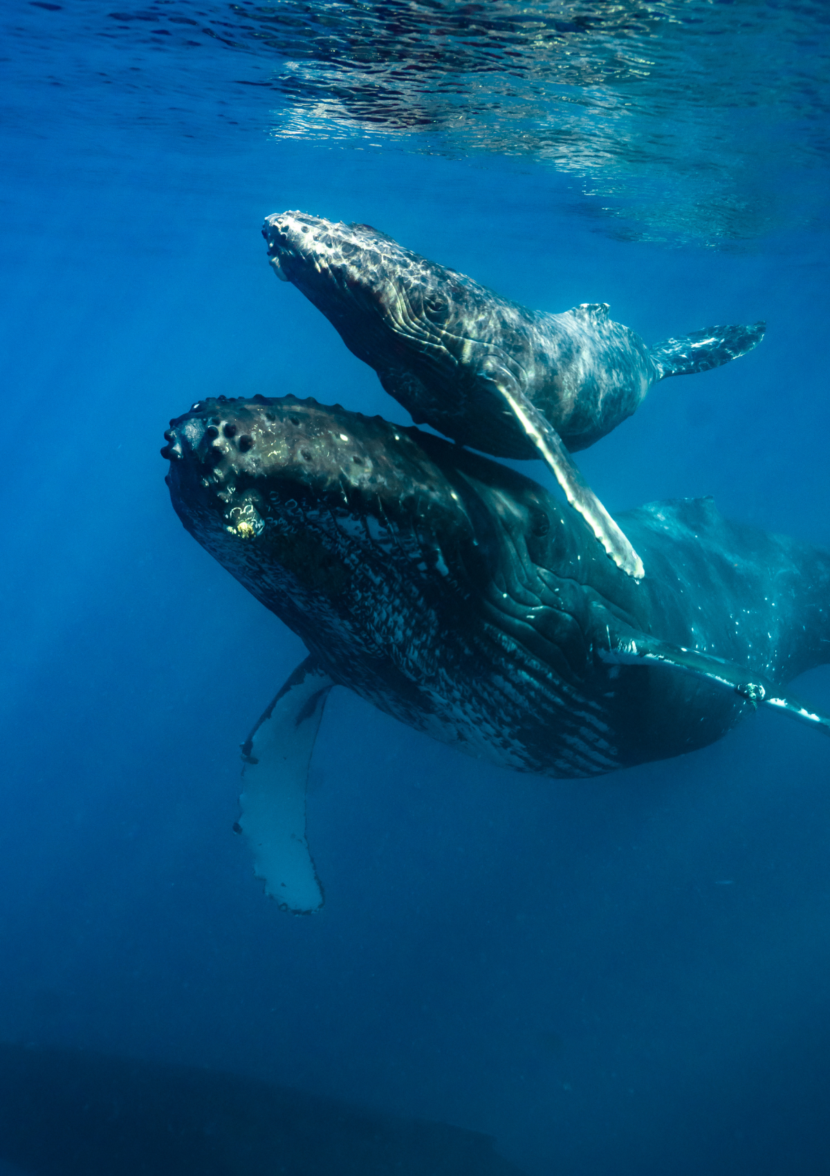 Untamed Wildlife of Hokkaido