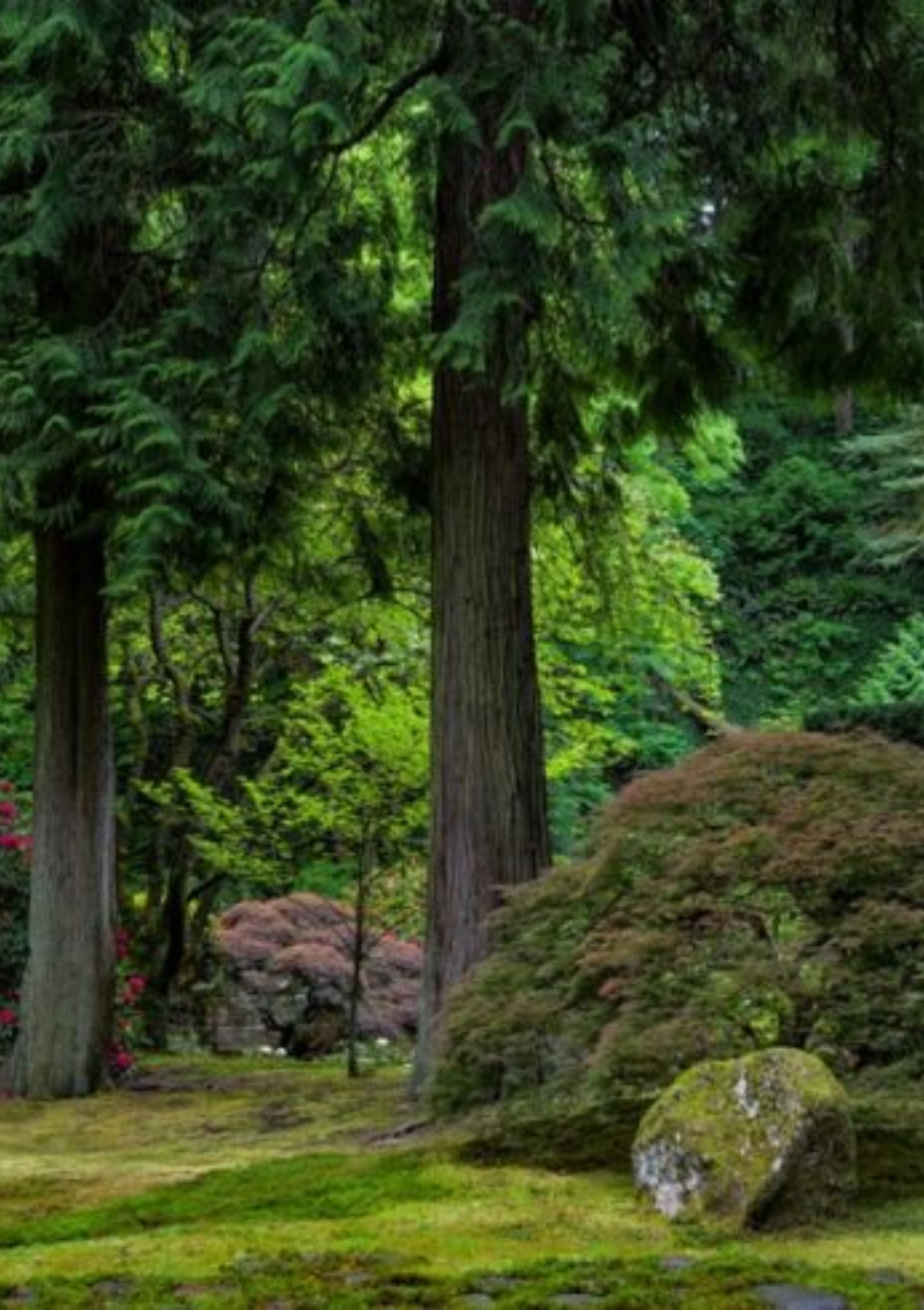 Magical Gardens of Japan