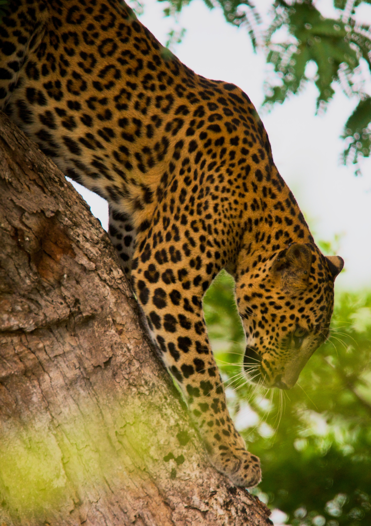 Wildlife and cultural escapades